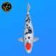 Koi Japon Nisai D. Tancho Sanke eleveur Shinoda 40-42 cm