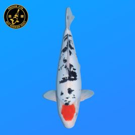 Koi Japon Nisai D. Tancho Sanke eleveur Shinoda 40-42 cm