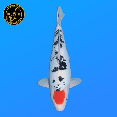 Koi Japon Nisai D. Tancho Sanke eleveur Shinoda 40-42 cm