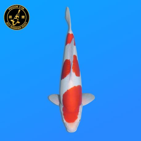 Koi Japon Nisai Doitsu Kohaku eleveur Shinoda 40-42 cm