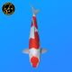 Koi Japon Nisai Doitsu Kohaku eleveur Shinoda 40-42 cm