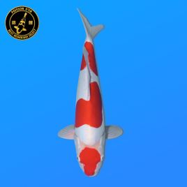 Koi Japon Nisai Doitsu Kohaku eleveur Shinoda 40-42 cm