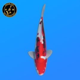 Koi Japon Nisai Beni Kumonryu Male eleveur Kawakami 35-40 cm