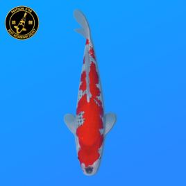 Koi Japon Nisai Goshiki Male eleveur Kawakami 35-40 cm