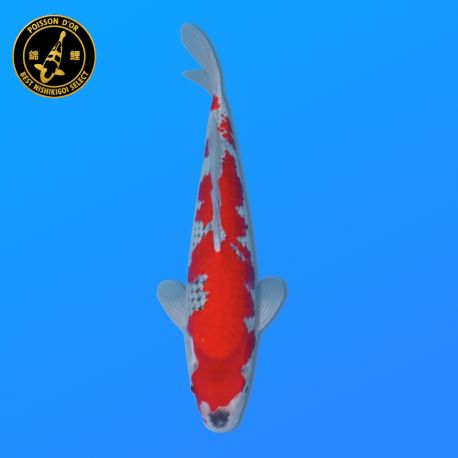 Koi Japon Nisai Goshiki Male eleveur Kawakami 35-40 cm
