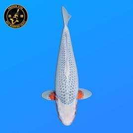 Koi Japon Nisai Asagi Femelle eleveur Ooya 52 cm