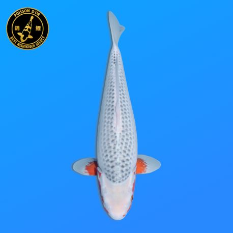 Koi Japon Nisai Asagi Femelle eleveur Ooya 52 cm