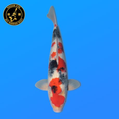 Koi Japon Nisai Showa eleveur Himitsu 44 cm