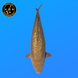 Koi Japon Sansai Ginrin Chagoi Femelle eleveur Marudo 66 cm
