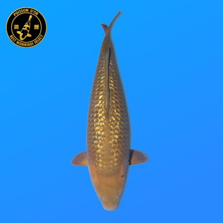 Koi Japon Sansai Ginrin Chagoi Femelle eleveur Marudo 66 cm