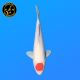 Koi Japon Nisai Tancho eleveur Hoshikin 40-45 cm