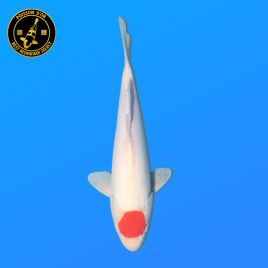 Koi Japon Nisai Tancho eleveur Hoshikin 40-45 cm