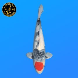 Koi Japon Nisai Tancho Showa eleveur Hoshikin 40-45 cm