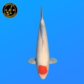Koi Japon Nisai Tancho eleveur Hoshikin 40 cm
