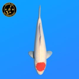 Koi Japon Nisai Tancho eleveur Hoshikin 40-45 cm