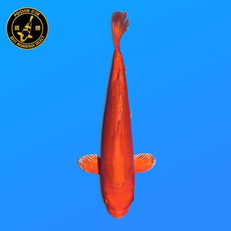 Koi Japon Nisai Doitsu Orenji eleveur Kawakami 30-35 cm