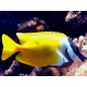 Siganus (lo) vulpinus : 8 à 10 cm  59,90 €
