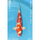 Koi Japon Nisai Kujaku eleveur Marusei 35-40 cm