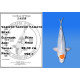 Koi Japon Nisai Tancho Yamato eleveur Seiki 35-43 cm