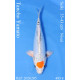 Koi Japon Nisai Tancho Yamato eleveur Seiki 35-43 cm