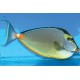 Naso lituratus (dorsale noire) : 20 à 25 cm  219,50 €