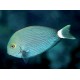 Acanthurus Mata : 3-5 cm 39,50 €