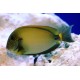 Acanthurus maculiceps 10-15 cm 205,00 €