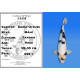Koi Japon Nisai Shiro Utsuri Male eleveur Tanaka 40-45 cm