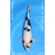 Koi Japon Nisai Shiro Utsuri Male eleveur Tanaka 40-45 cm