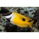 Siganus unimaculatus 13-15 cm 69,50 €