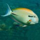 Acanthurus nigricauda 14-16 cm 97,50 €