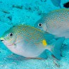 Siganus guttatus 7-10 cm