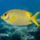 Siganus corallinus 6-8 cm