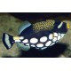 Balistoides conspicillum : 4-5 cm 127,50 €