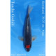 Koi Japon Nisai Tancho Goshiki eleveur Kawakami 30-35 cm