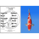 Koi Japon Nisai Kohaku Male eleveur Marudo 57 cm