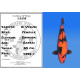 Koi Japon Sansai Hi Utsuri Femelle eleveur Shinoda 60 cm
