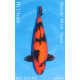 Koi Japon Sansai Hi Utsuri Femelle eleveur Shinoda 60 cm