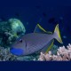 Xanthichthys auromarginatus mâle : 10-12 cm 109,00 €