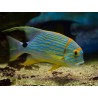 Symphorichthys Spilurus 12-15cm  