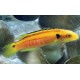 Bodianus Bimaculatus : 3-4 cm  39,50 €