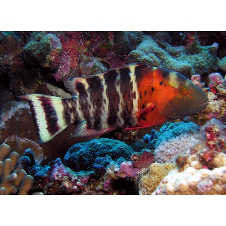 Cheilinus Abudjube : 10 cm  65,00 €