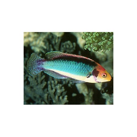 Cirrhilabrus solorensis femelle  44,50 €