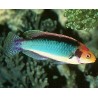 Cirrhilabrus solorensis femelle 
