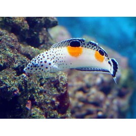 Coris aygula : 12-15 cm  