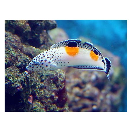 Coris aygula : 15-20 cm  97,50 €