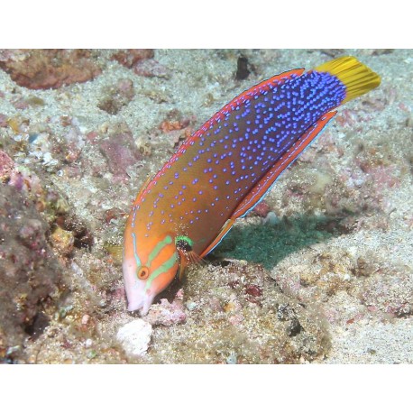 Coris gaimard adulte 10-12 cm  