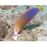 Coris gaimard adulte 7-10 cm