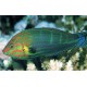 Halichoeres Melanurus 8-10 cm