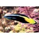 Labroides bicolor : 3 à 4 cm  37,50 €